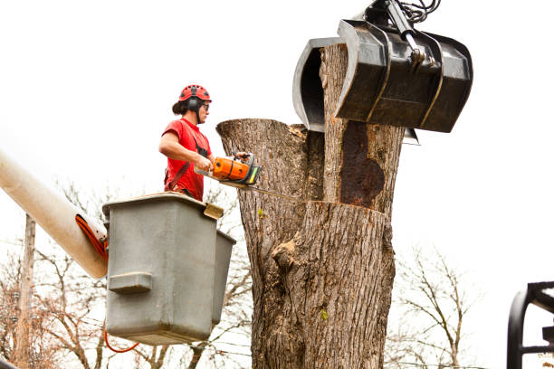 Best Tree Trimming and Pruning  in Eagle River, WI